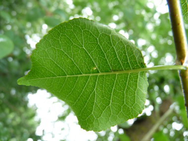 Face inférieure des feuilles. Agrandir dans une nouvelle fenêtre (ou onglet)